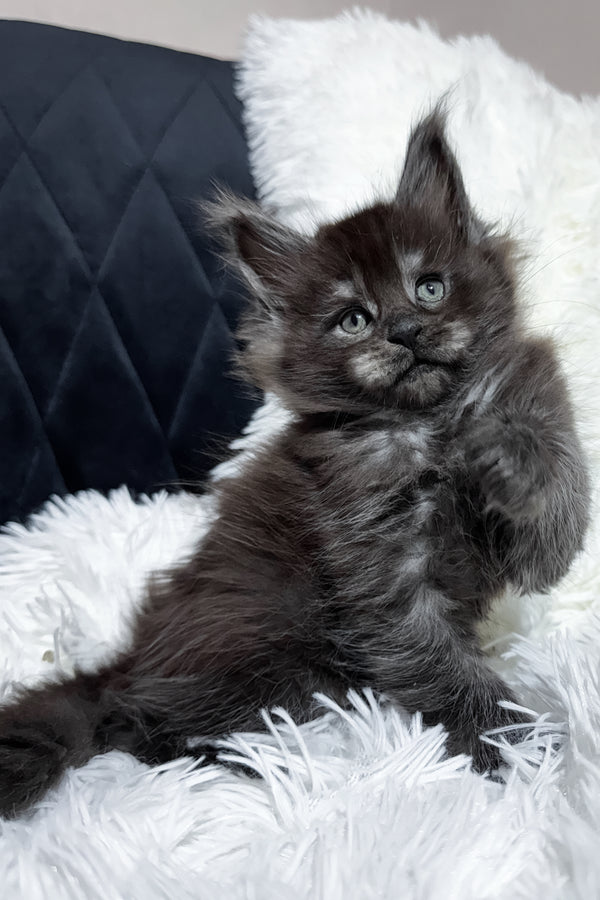 Tiana | Maine Coon Kitten