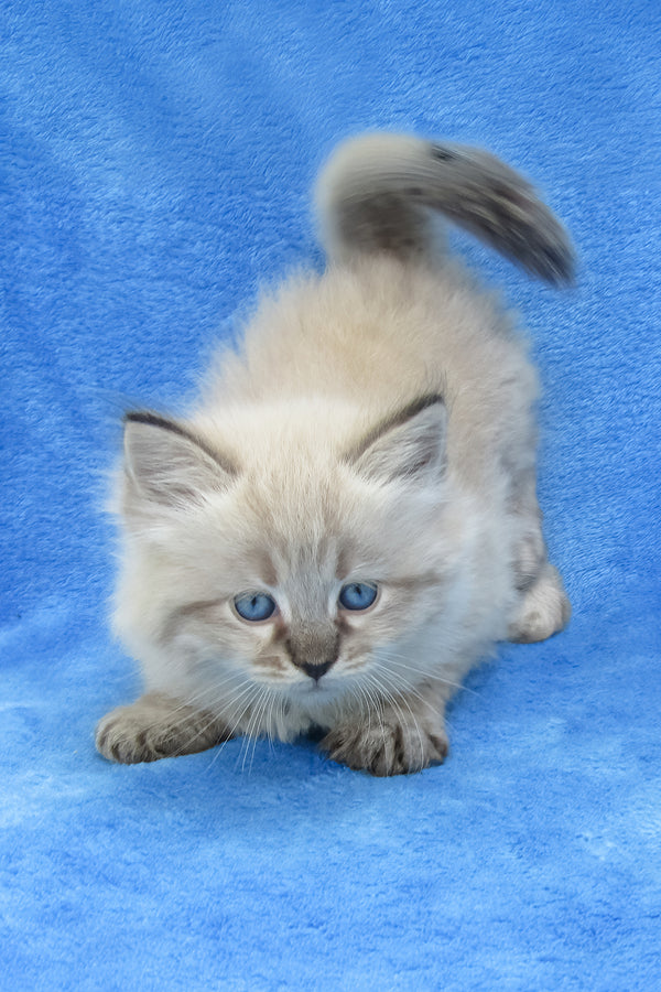 Tiana | Siberian Kitten