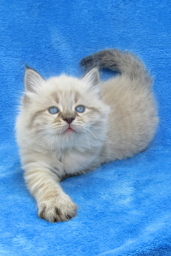 Tiana | Siberian Kitten