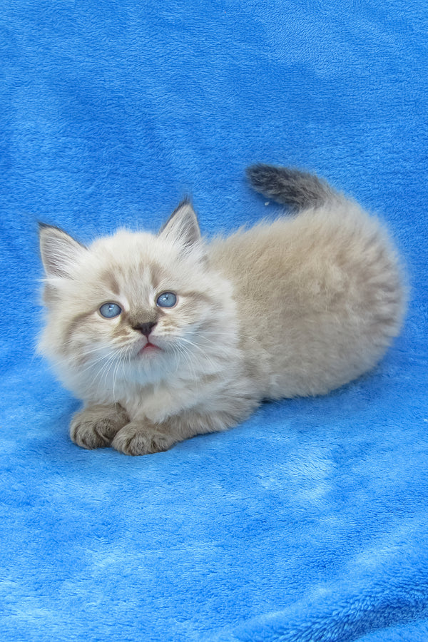 Tiana | Siberian Kitten