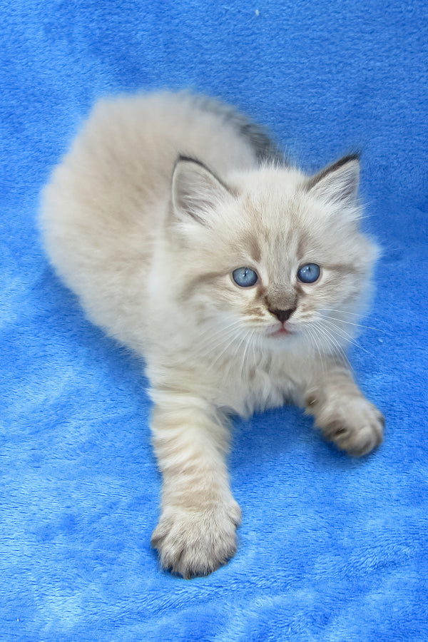 Tiana | Siberian Kitten