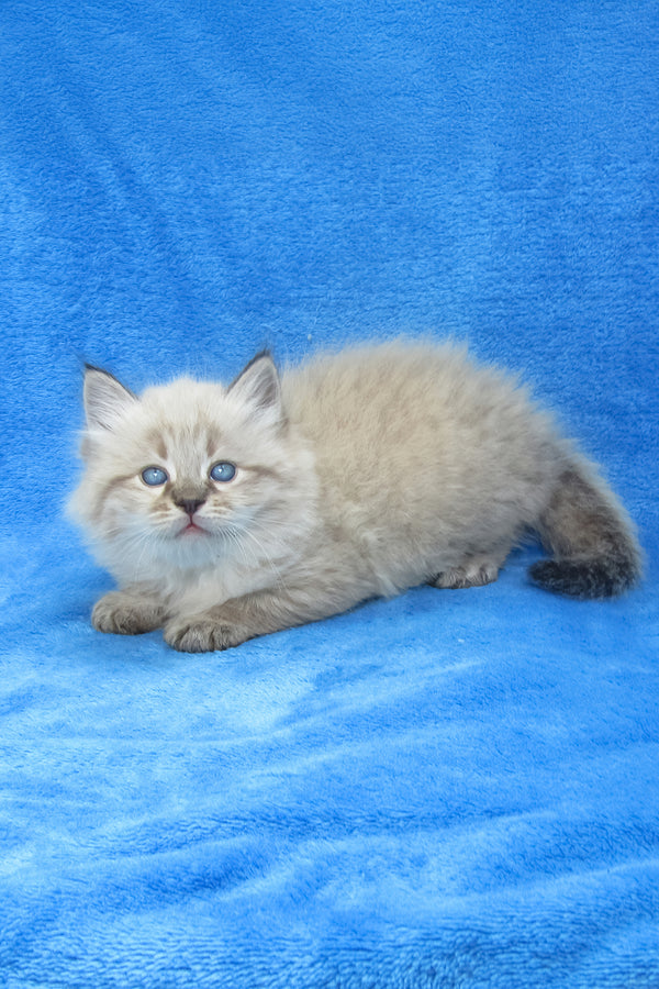 Tiana | Siberian Kitten