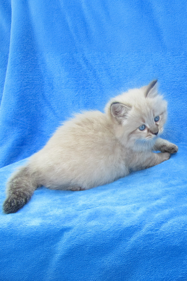 Tiana | Siberian Kitten