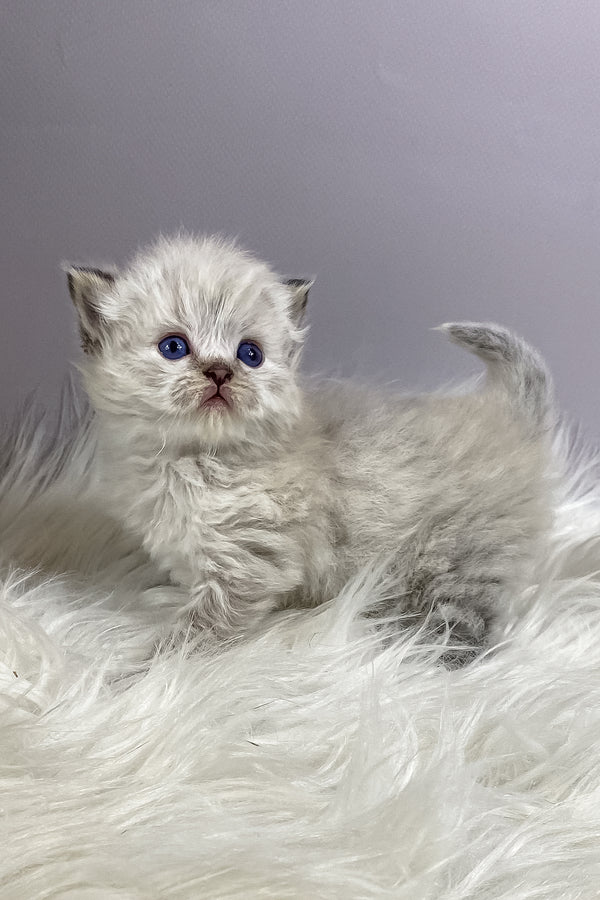 Tifani | British Longhair Kitten