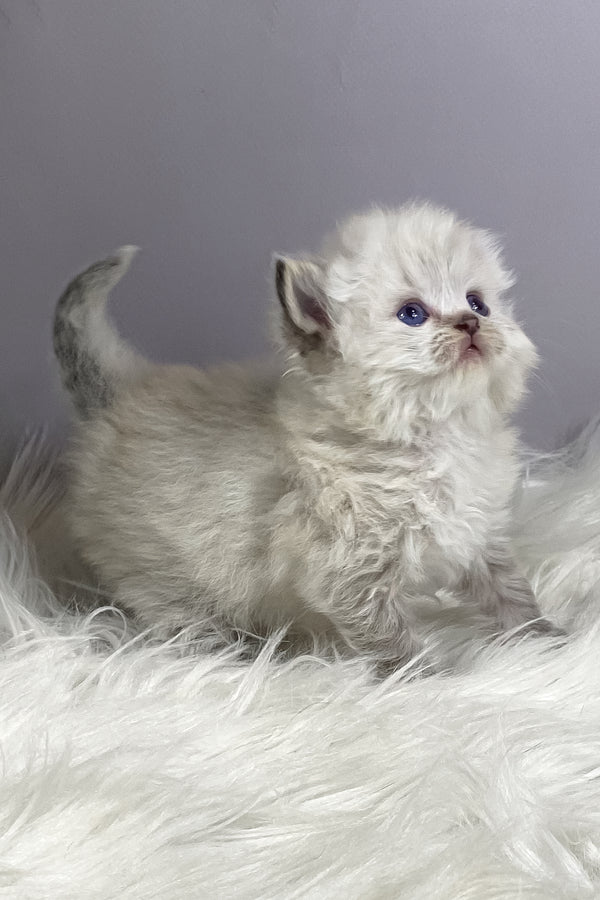 Tifani | British Longhair Kitten