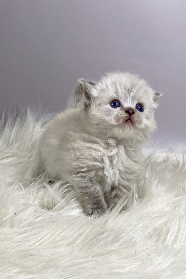 Tifani | British Longhair Kitten