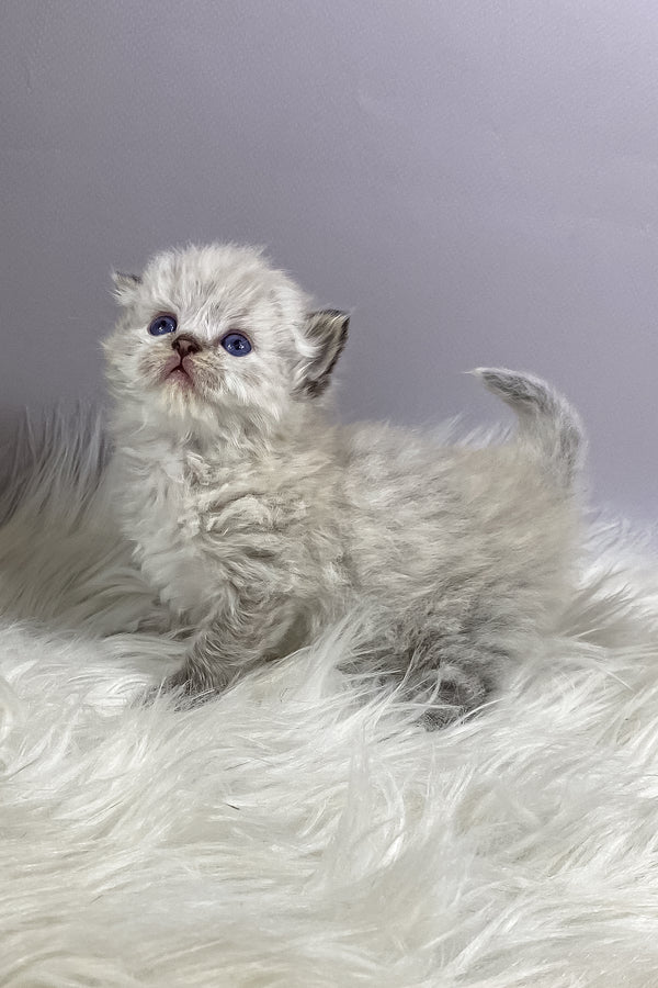 Tifani | British Longhair Kitten