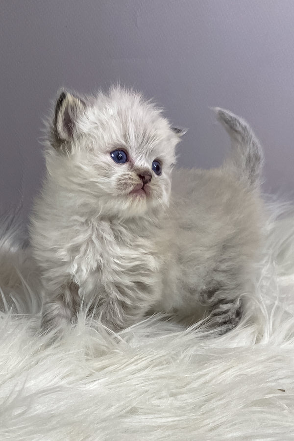 Tifani | British Longhair Kitten