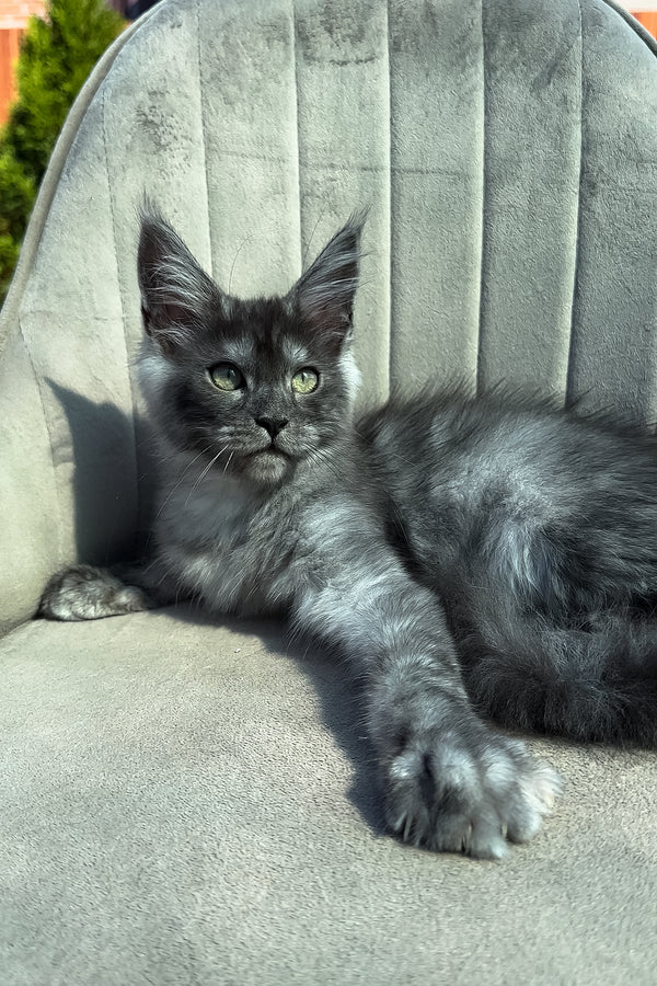 Tiffani | Maine Coon Kitten