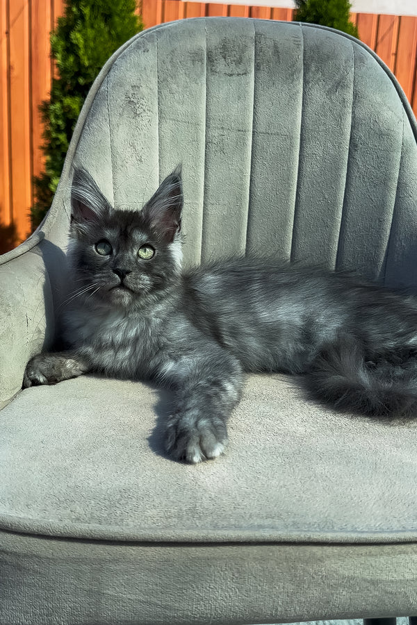 Tiffani | Maine Coon Kitten