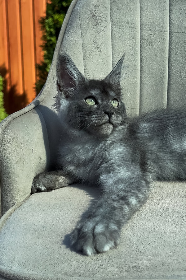 Tiffani | Maine Coon Kitten