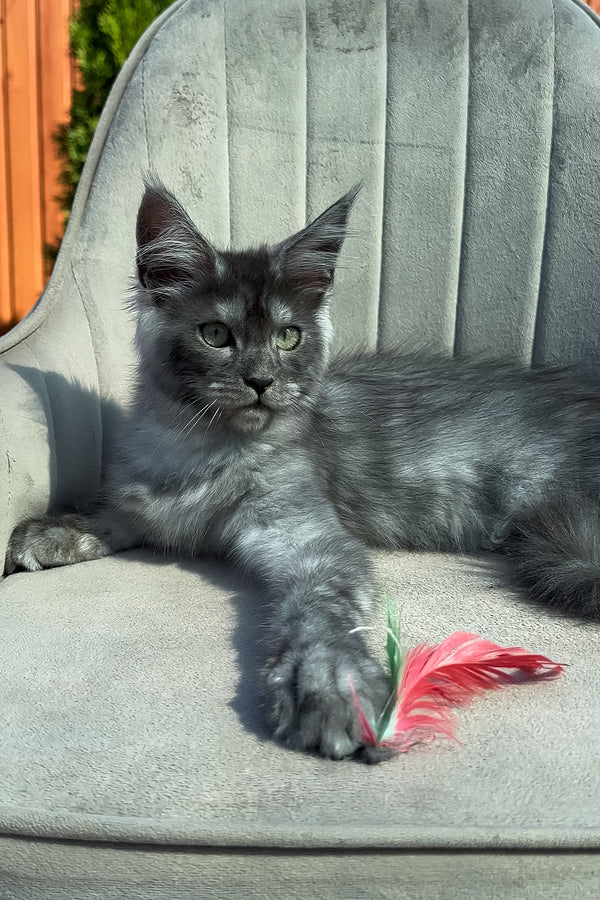 Tiffani | Maine Coon Kitten