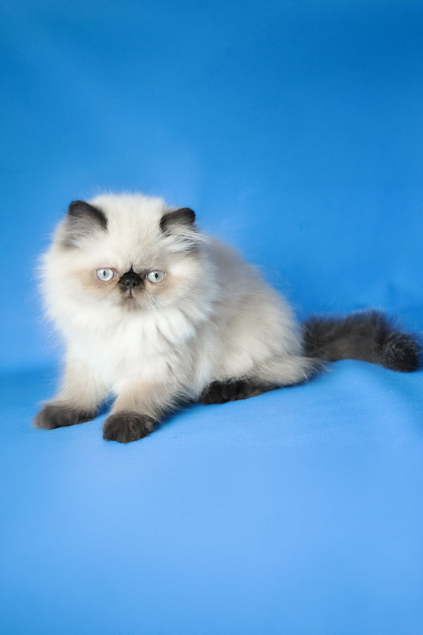 Tiffani | Persian Kitten