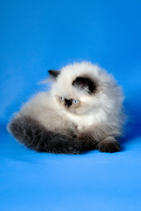 Tiffani | Persian Kitten