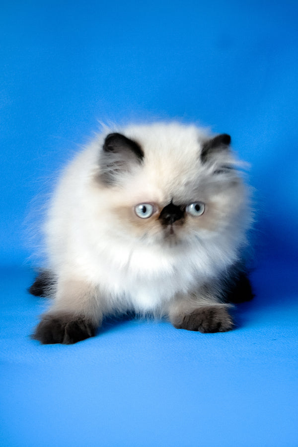Tiffani | Persian Kitten