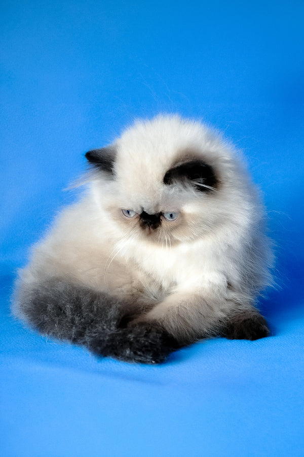 Tiffani | Persian Kitten