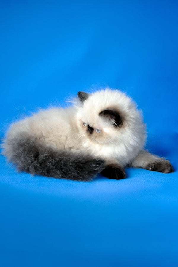 Tiffani | Persian Kitten