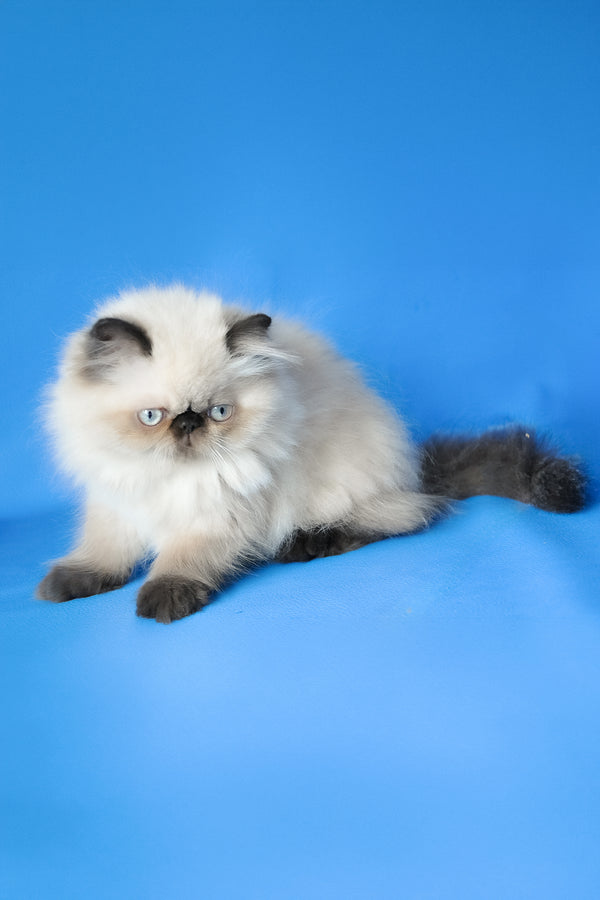 Tiffani | Persian Kitten