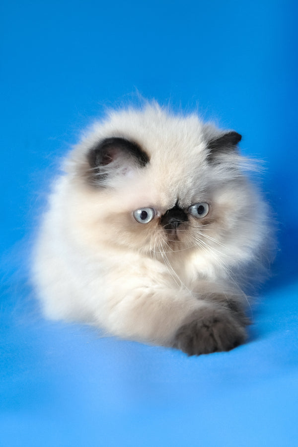 Tiffani | Persian Kitten