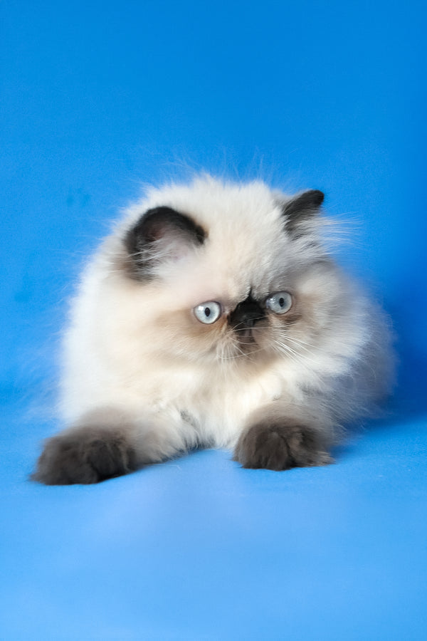 Tiffani | Persian Kitten