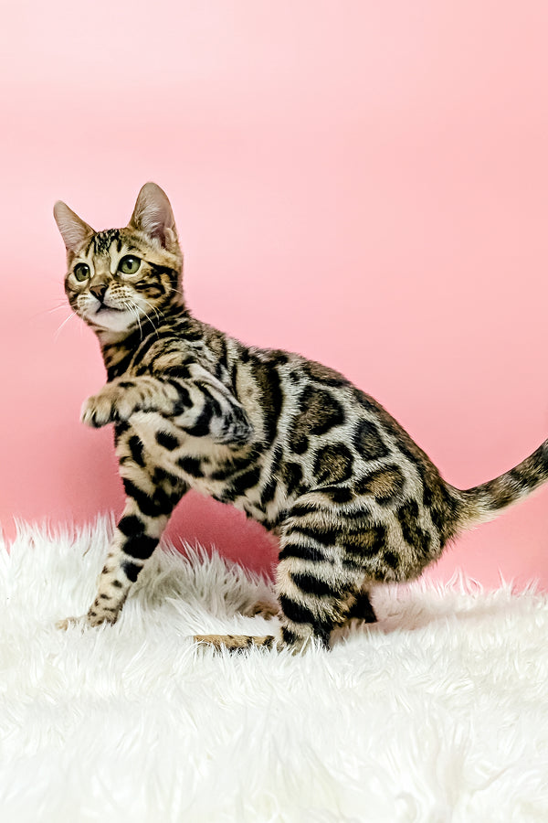 Tiffany | Bengal Kitten
