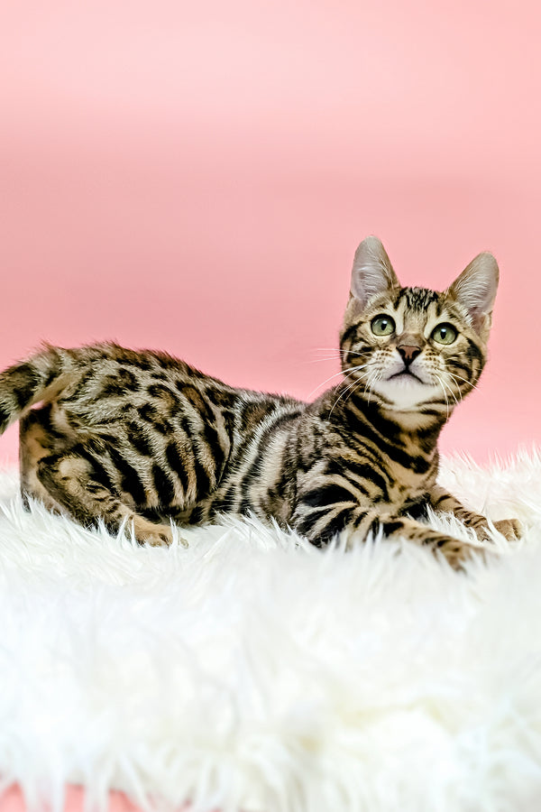 Tiffany | Bengal Kitten
