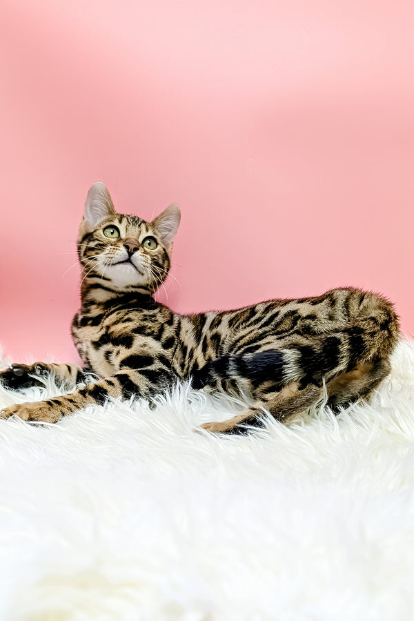 Tiffany | Bengal Kitten