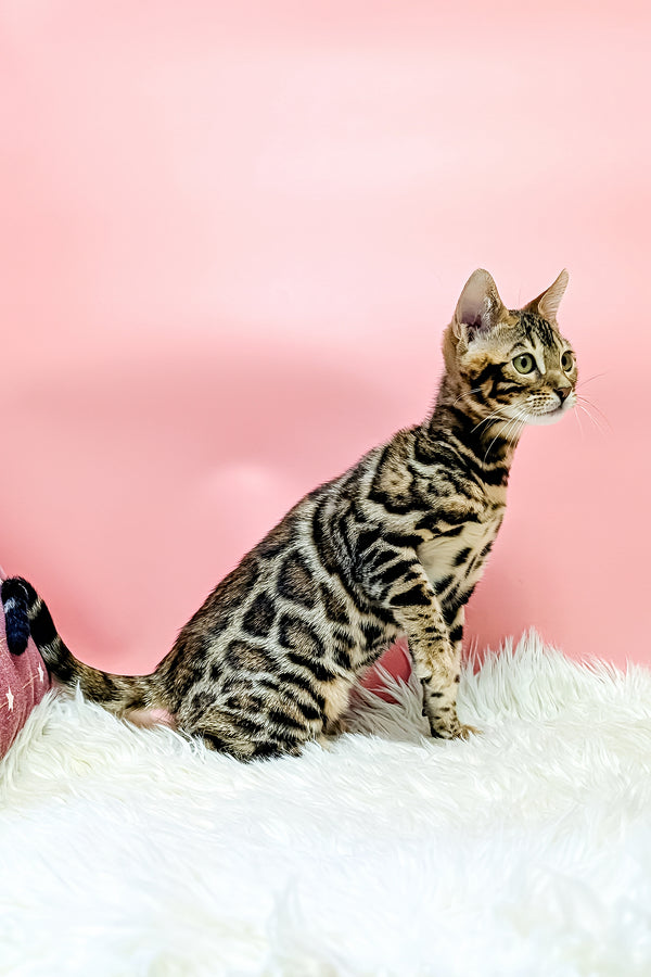 Tiffany | Bengal Kitten