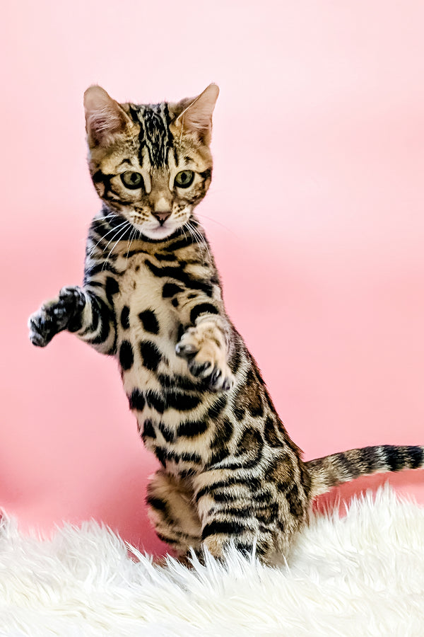 Tiffany | Bengal Kitten