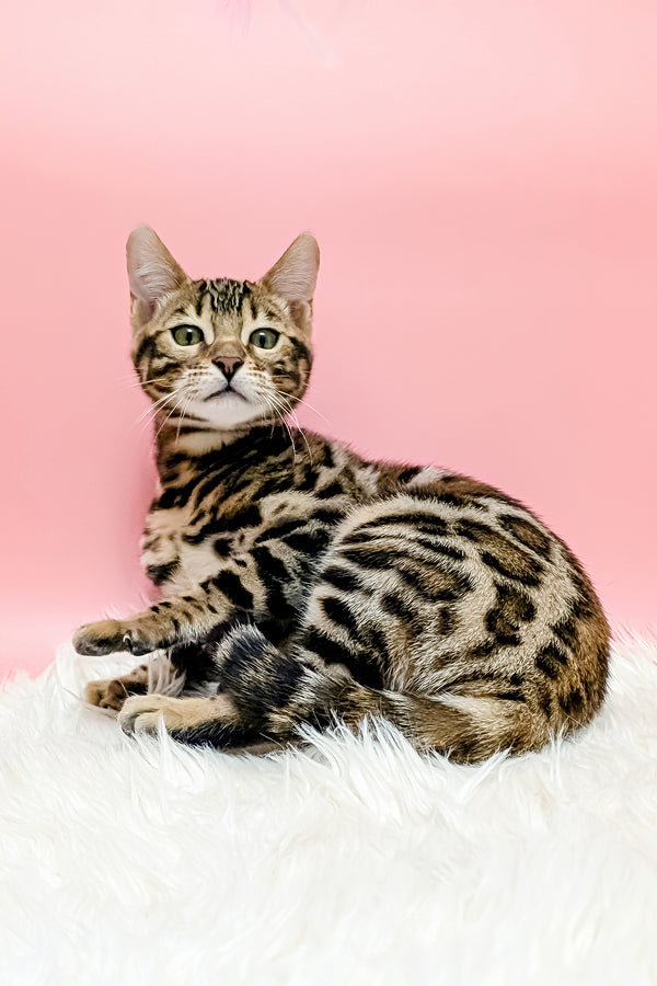 Tiffany | Bengal Kitten