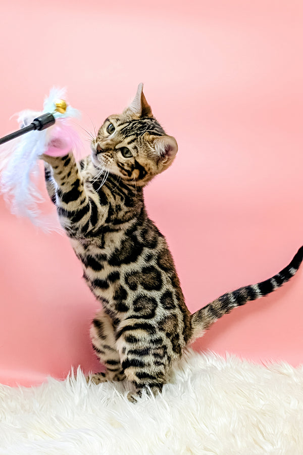 Tiffany | Bengal Kitten
