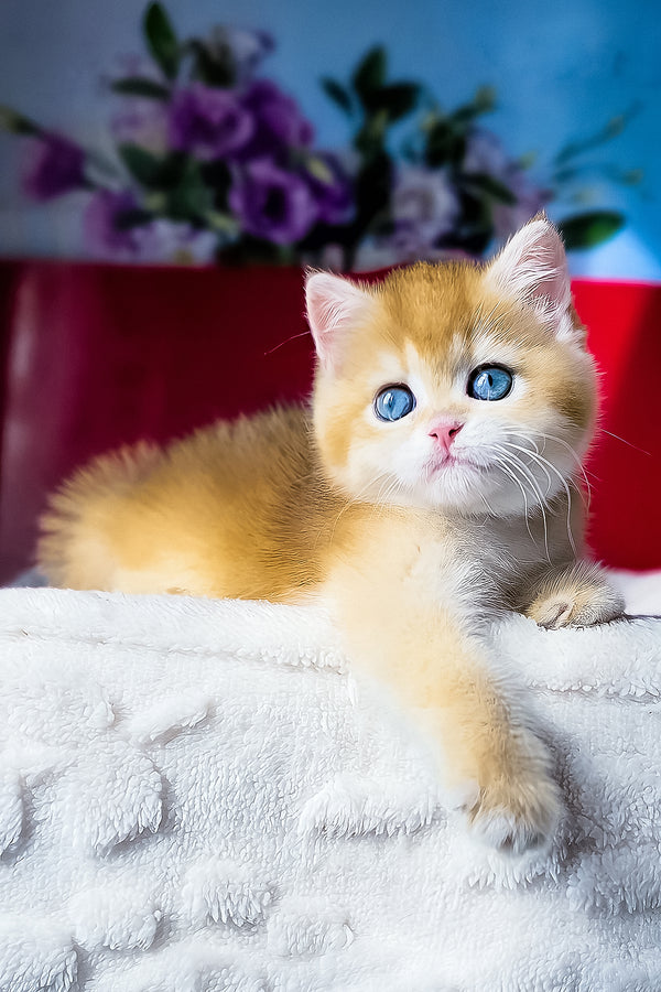 Terry | British Shorthair Kitten