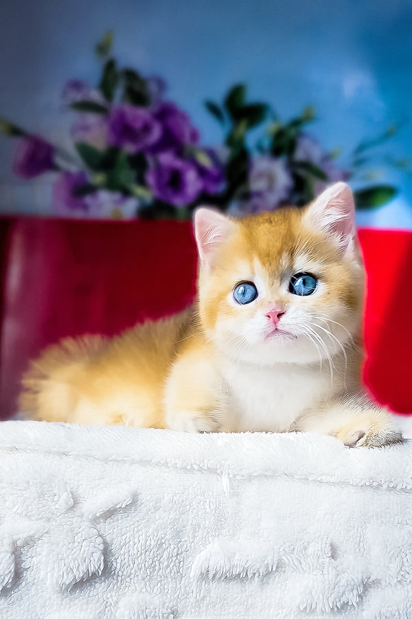 Terry | British Shorthair Kitten