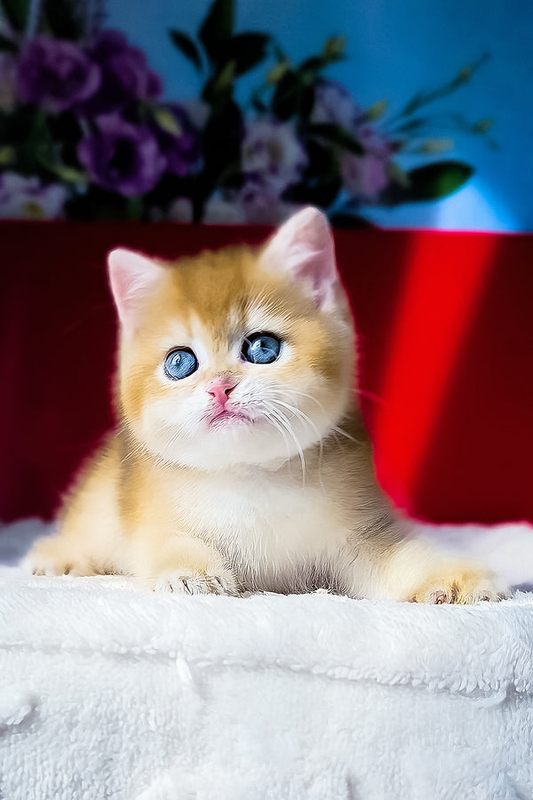 Terry | British Shorthair Kitten