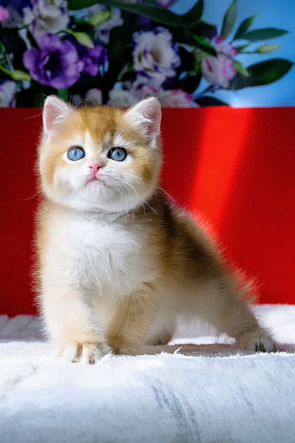 Terry | British Shorthair Kitten