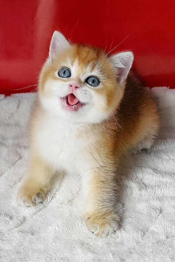 Terry | British Shorthair Kitten