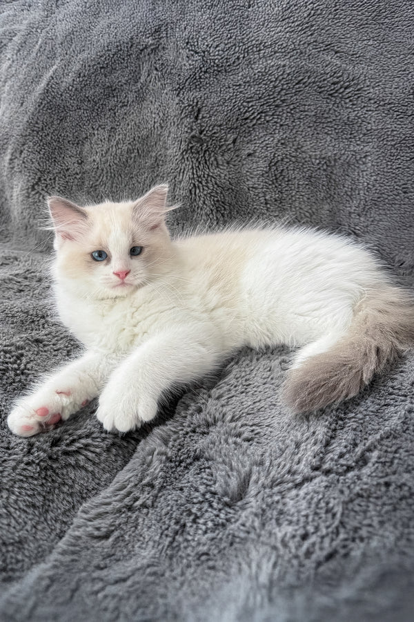 Tiffany | Ragdoll Kitten