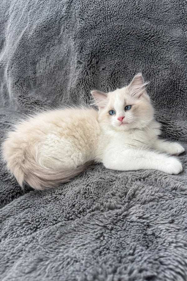 Tiffany | Ragdoll Kitten