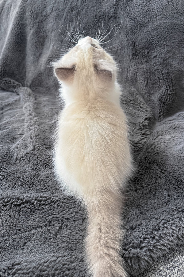 Tiffany | Ragdoll Kitten