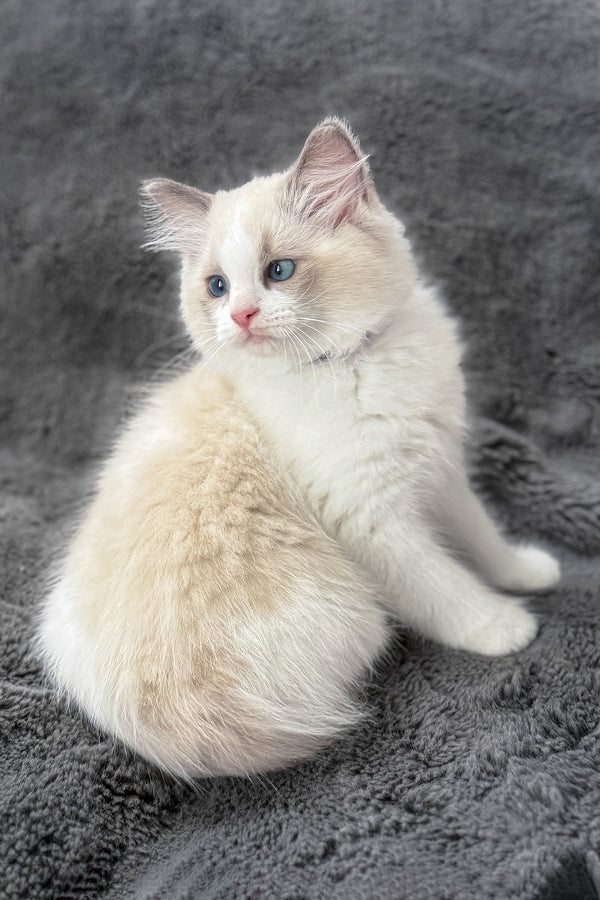 Tiffany | Ragdoll Kitten