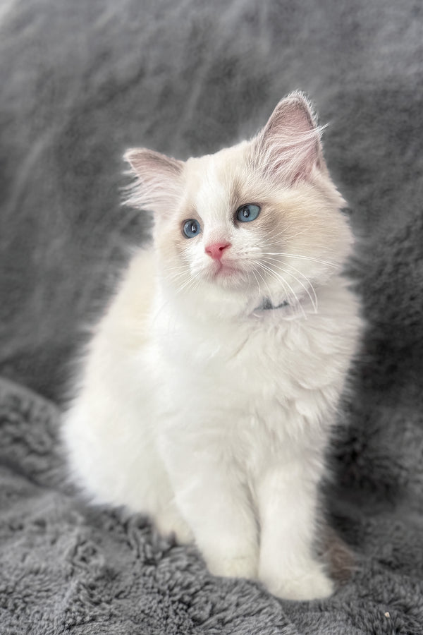 Tiffany | Ragdoll Kitten
