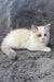 Tiffany | Ragdoll Kitten