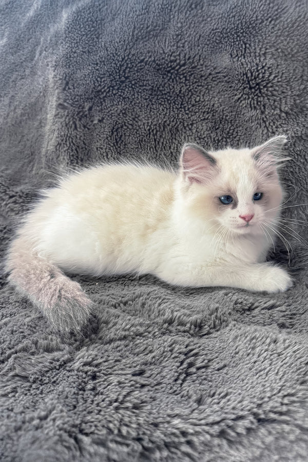 Tiffany | Ragdoll Kitten