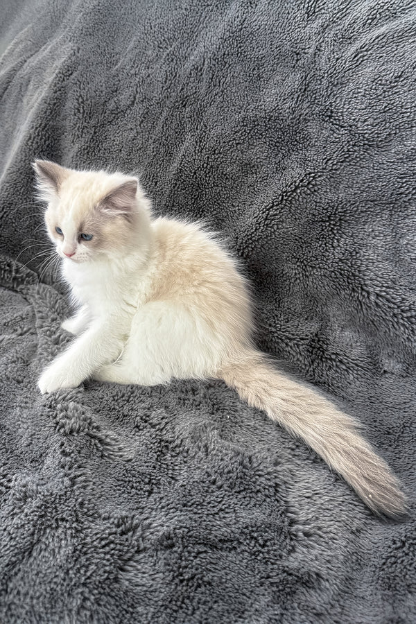 Tiffany | Ragdoll Kitten