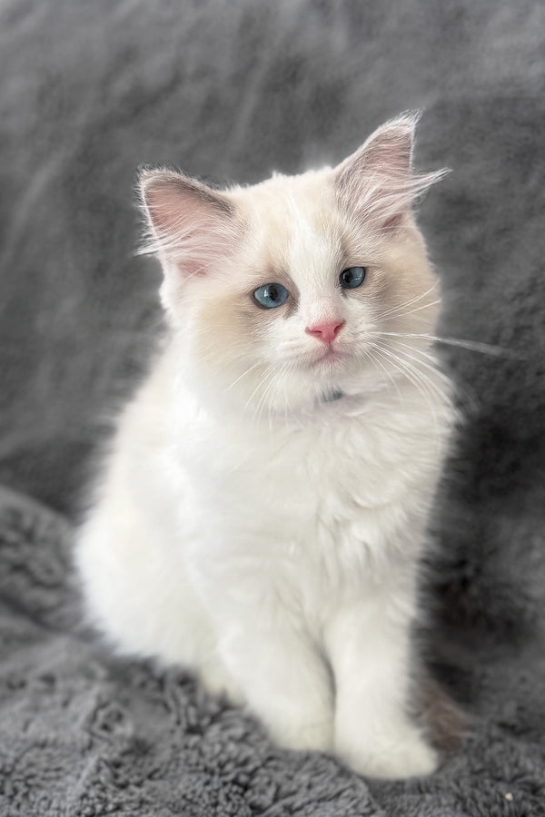 Tiffany | Ragdoll Kitten