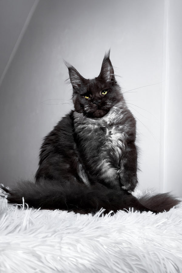 Tivanny | Maine Coon Kitten