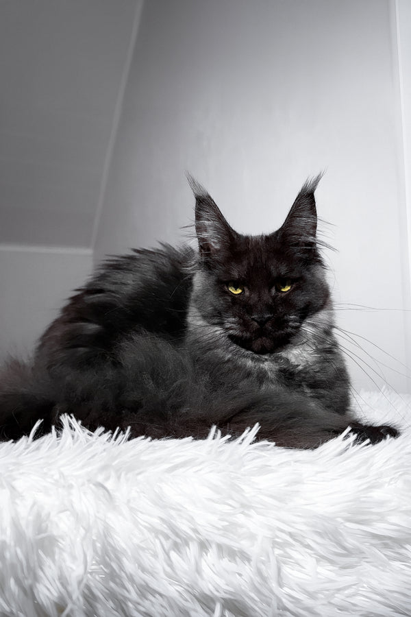 Tivanny | Maine Coon Kitten
