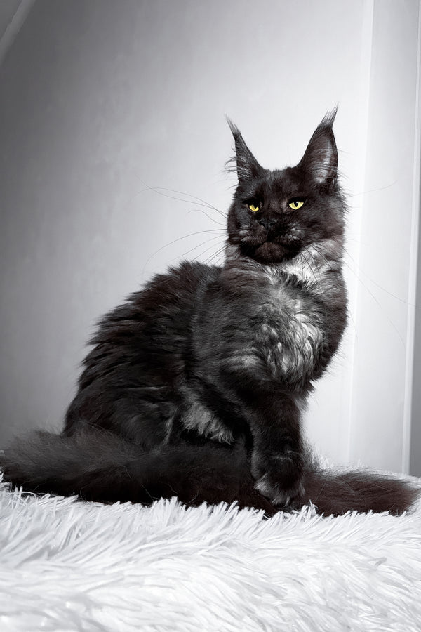 Tivanny | Maine Coon Kitten