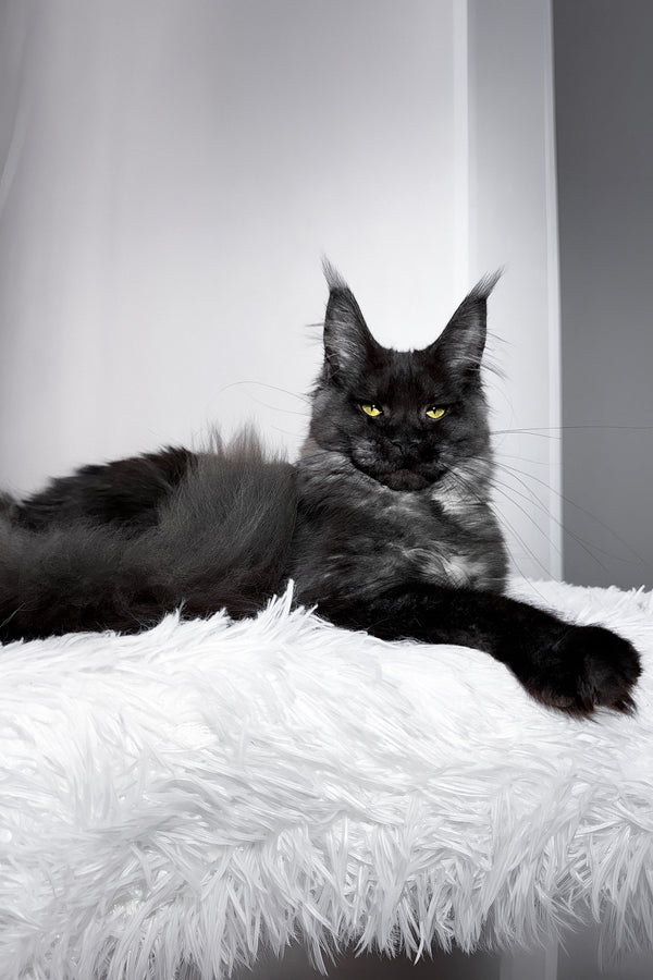 Tivanny | Maine Coon Kitten