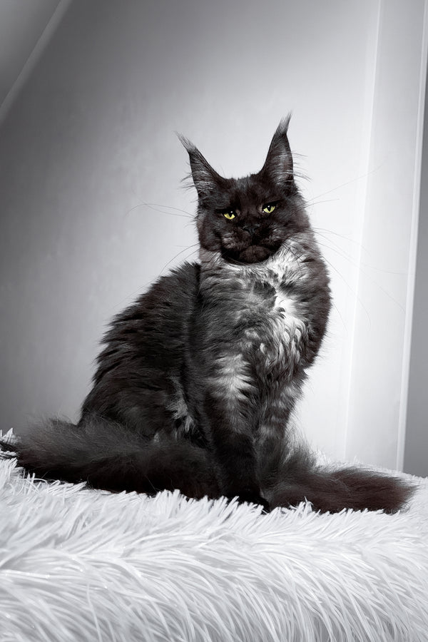 Tivanny | Maine Coon Kitten